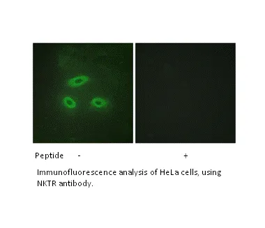 NKTR Antibody - image 2