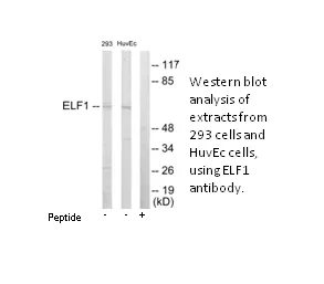 ELF1 Antibody - image 2