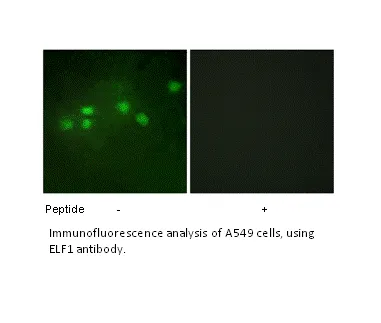 ELF1 Antibody - image 1