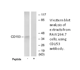 CD153 Antibody - image 1