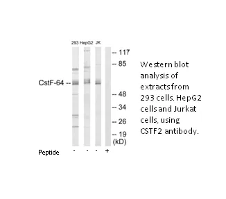 CSTF2 Antibody - image 2