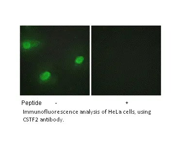 CSTF2 Antibody - image 1