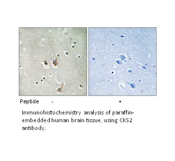 CKS2 Antibody - image 1