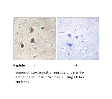 CD147 Antibody - image 1