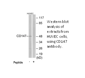 CD147 Antibody - image 2