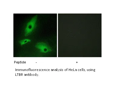 LTBR Antibody - image 1