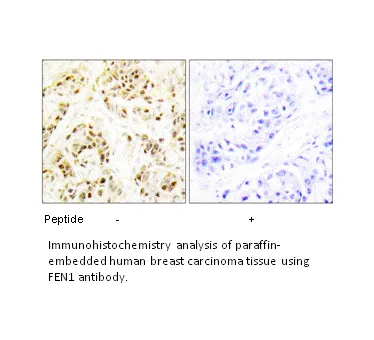 FEN1 Antibody - image 2