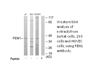 FEN1 Antibody - image 3