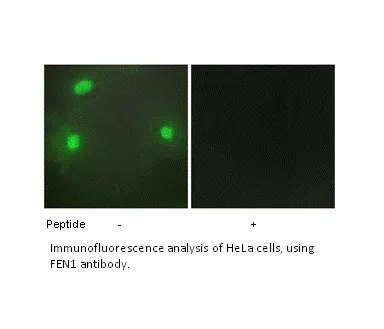 FEN1 Antibody - image 1