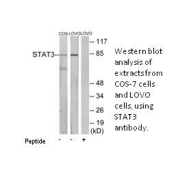 STAT3 Antibody - image 1