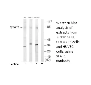 STAT1 Antibody - image 1