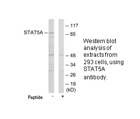 STAT5A Antibody - image 1