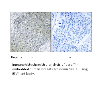 ETV4 Antibody - image 1