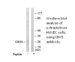 CBX5 Antibody - image 1