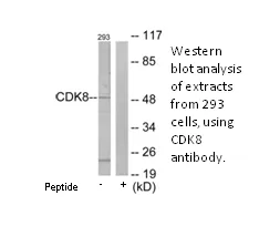 CDK8 Antibody - image 1