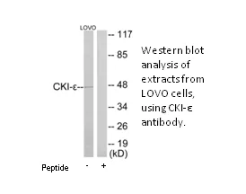 CKI-ε Antibody - image 3