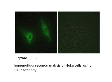 CKI-ε Antibody - image 1