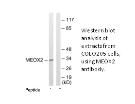 MEOX2 Antibody - image 1