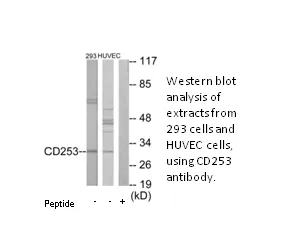 CD253 Antibody - image 2