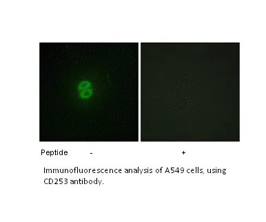 CD253 Antibody - image 1