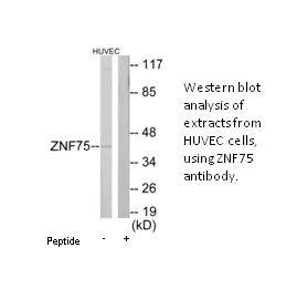 ZNF75 Antibody - image 1