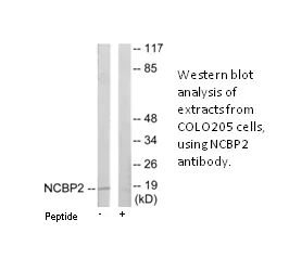 NCBP2 Antibody - image 1