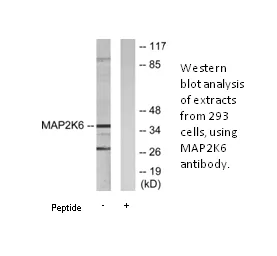 MAP2K6 Antibody - image 1