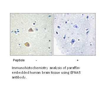 EFNA5 Antibody - image 2
