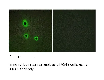 EFNA5 Antibody - image 3