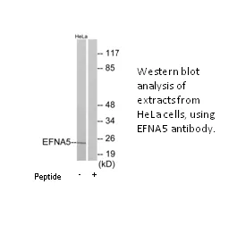 EFNA5 Antibody - image 1