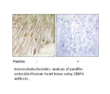 CEBPG Antibody - image 2