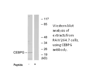 CEBPG Antibody - image 1