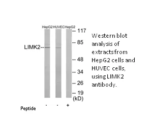 LIMK2 Antibody - image 3