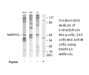 MAPK10 Antibody - image 1