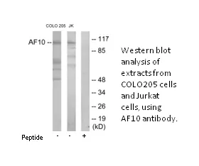 AF10 Antibody - image 1