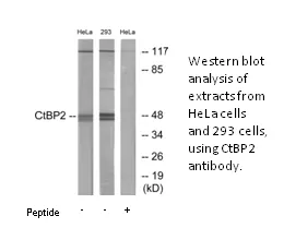 CtBP2 Antibody - image 1