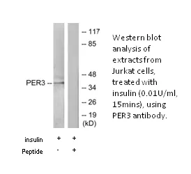PER3 Antibody - image 1