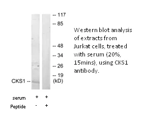 CKS1 Antibody - image 2