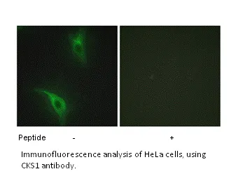 CKS1 Antibody - image 1