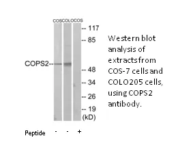 COPS2 Antibody - image 2