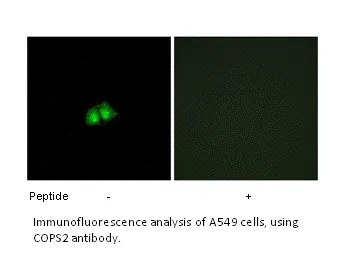COPS2 Antibody - image 1