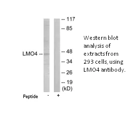 LMO4 Antibody - image 1