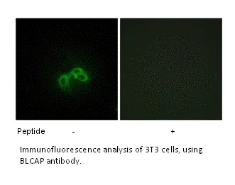 BLCAP Antibody - image 1