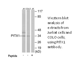 PITX1 Antibody - image 1
