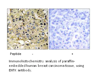 ENTK Antibody - image 2