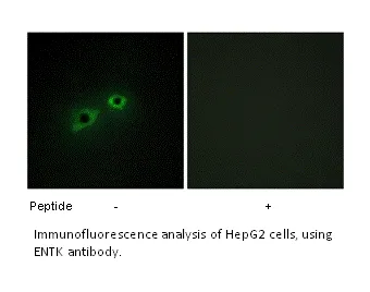 ENTK Antibody - image 1