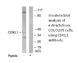 CDKL1 Antibody - image 1