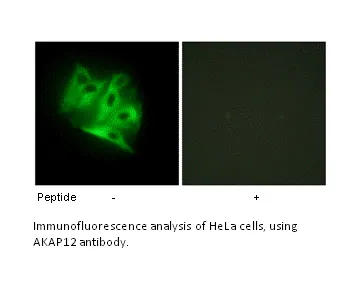 AKAP12 Antibody - image 2