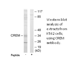 CREM Antibody - image 1