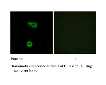 TNAP2 Antibody - image 2